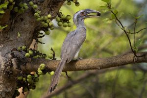 Read more about the article धनेश (Hornbill)