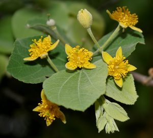 धामणी (Dhaman tree)