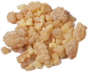 Read more about the article धूप वृक्ष (Malbar tallow tree)