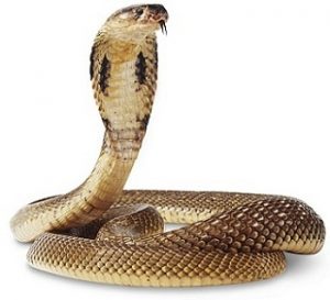 Read more about the article नाग (Cobra)