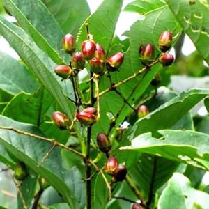 Read more about the article नाणा (Ben teak)
