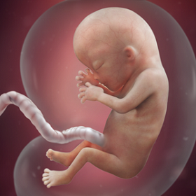 Read more about the article नाळ (Umbilical cord)