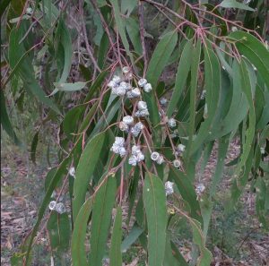 Read more about the article निलगिरी (Eucalyptus)