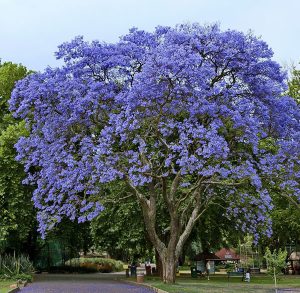 Read more about the article निळा मोहर (Jacaranda)
