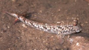 निवटी (Mudskipper)