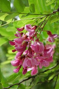 Read more about the article नीळ (Indigo)