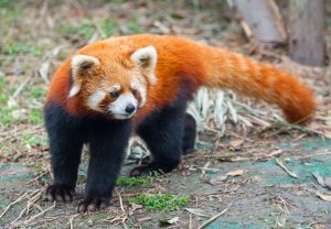 पंडा (Panda)