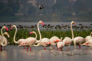 पक्षी स्थलांतर (Bird migration)