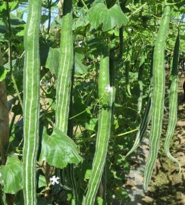 Read more about the article पडवळ (Snake gourd)