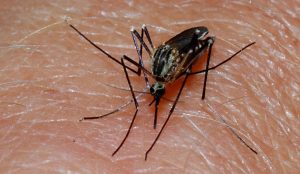 Read more about the article परजीवी (Parasite)