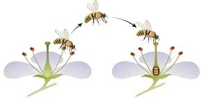 Read more about the article परागण (Pollination)