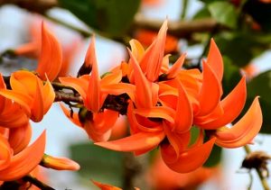 Read more about the article पळस (Flame of the forest)