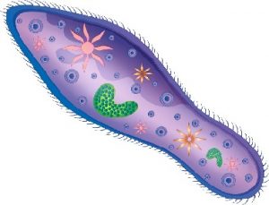 पॅरामिशियम (Paramecium)