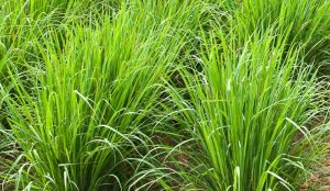 Read more about the article रोहिश गवत (Rosha grass)