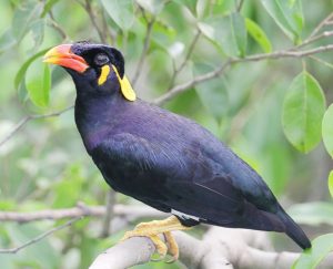 डोंगरी मैना / काळी मैना (Hill Myna)
