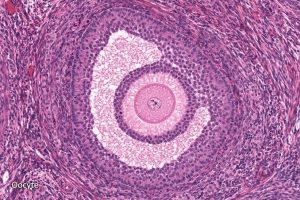 Read more about the article ऊतिविज्ञान (Histology)