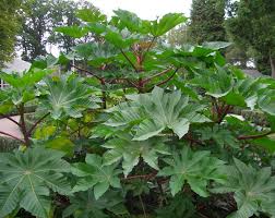 Read more about the article एरंड (Castoroil-plant)