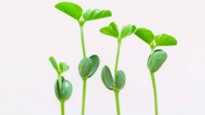 एकदलिकित वनस्पती (Monocotyledones Plants)