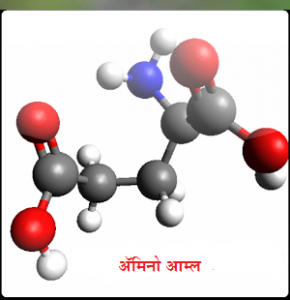 अ‍ॅमिनो आम्ले (Amino acids)