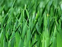 गवत (Grass)