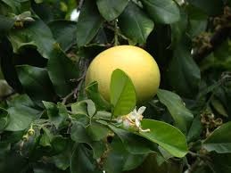 पपनस (Shadok / Pomelo)