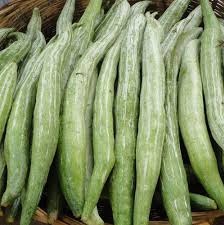 पडवळ (Snake gourd)