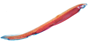 अँफिऑक्सस (Amphioxus)