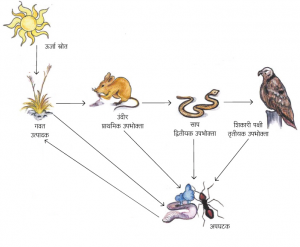अन्नसाखळी (Food chain)