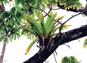 अपिवनस्पती (Epiphyte)
