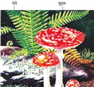 Read more about the article अपुष्प वनस्पती (Non-flowering plants)