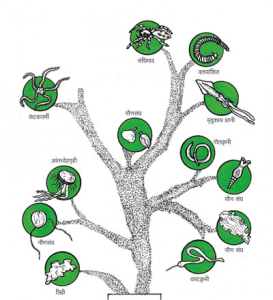 अपृष्ठवंशी (Invertebrates)
