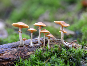 Read more about the article अळिंब (Mushroom)