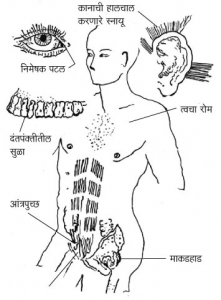 अवशेषांग (Vestigial Organ)