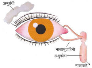 अश्रुग्रंथी (Lachrymal glands)