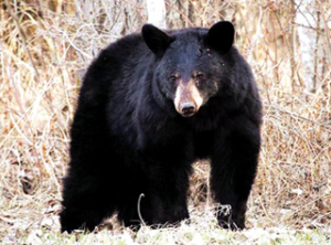 अस्वल (Bear)