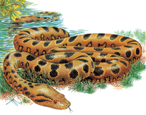 Read more about the article ॲनाकोंडा (Anaconda)