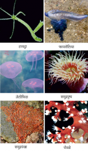 आंतरदेहगुही संघ (Coelenterata)