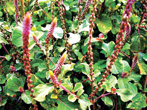 Read more about the article आघाडा (Prickly chafflower)