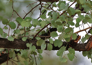 Read more about the article आपटा (Bauhinia racemosa)