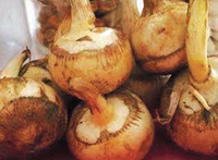 Read more about the article आरारूट (Arrowroot)