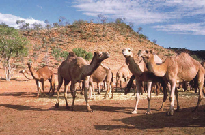 उंट (Camel)