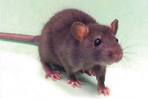 Read more about the article उंदीर (Mouse, Rat)