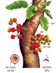 Read more about the article उंबर (Country fig)