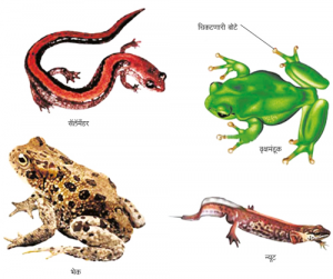 उभयचर वर्ग (Amphibia)