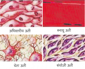 Read more about the article ऊती (Tissue)