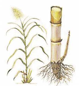 Read more about the article ऊस (Sugarcane; Noblecane)