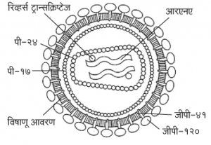 Read more about the article एड्स (AIDS)