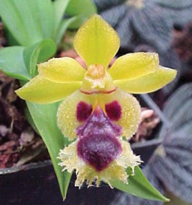 Read more about the article ऑर्किड (Orchid)