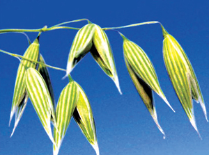 Read more about the article ओट (Oat)