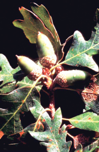 Read more about the article ओक (Oak)